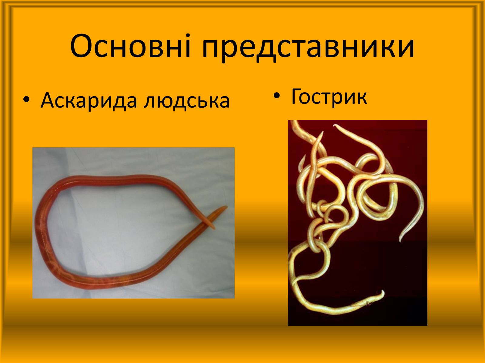 Презентація на тему «Тип Круглі черви» - Слайд #6 Презентація на тему «Тип Круглі черви» - Слайд #6