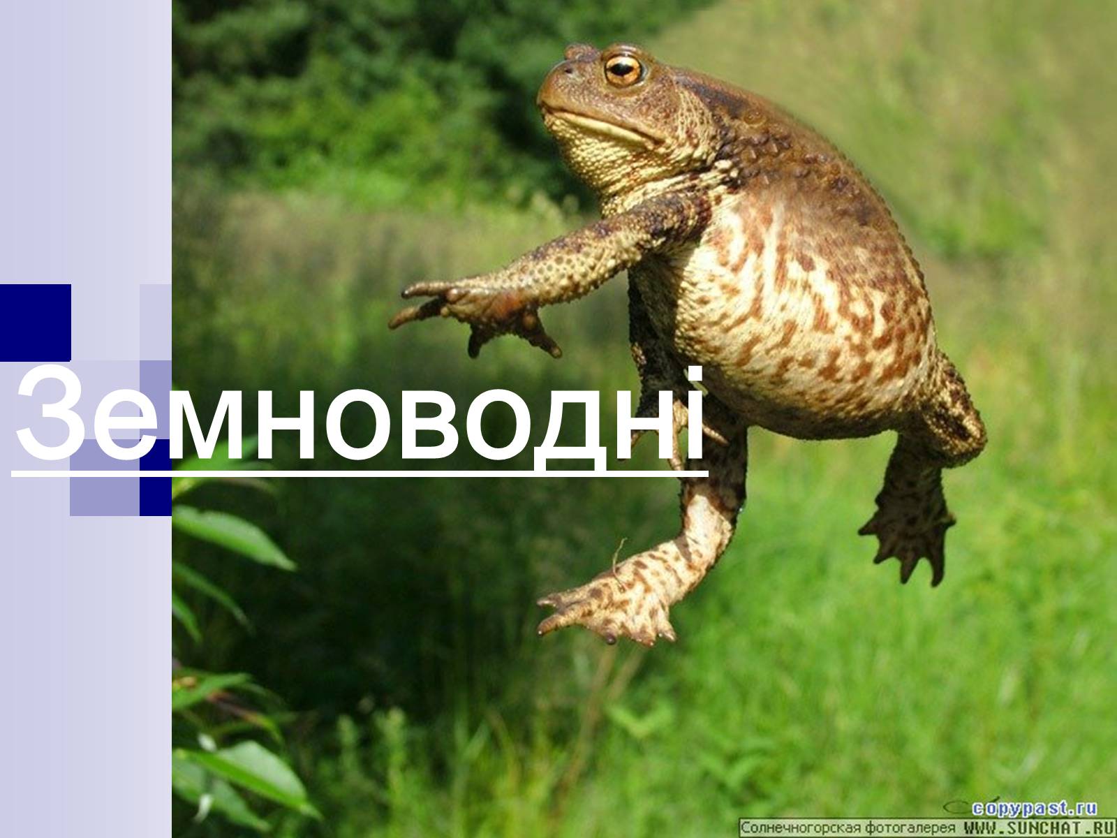 Презентація на тему «Земноводні» (варіант 1) - Слайд #1 Презентація на тему «Земноводні» (варіант 1) - Слайд #1