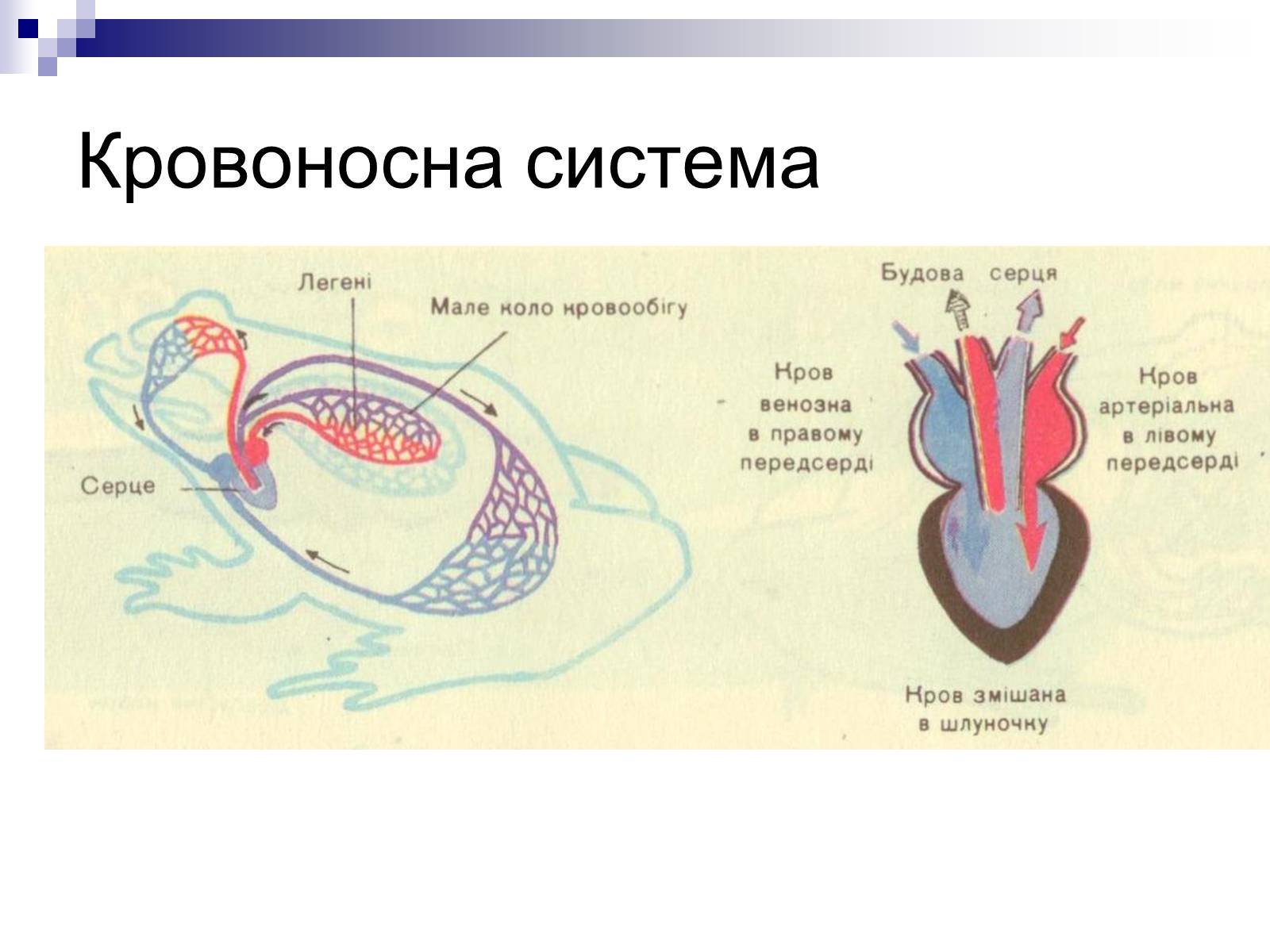 Презентація на тему «Земноводні» (варіант 1) - Слайд #11 Презентація на тему «Земноводні» (варіант 1) - Слайд #11