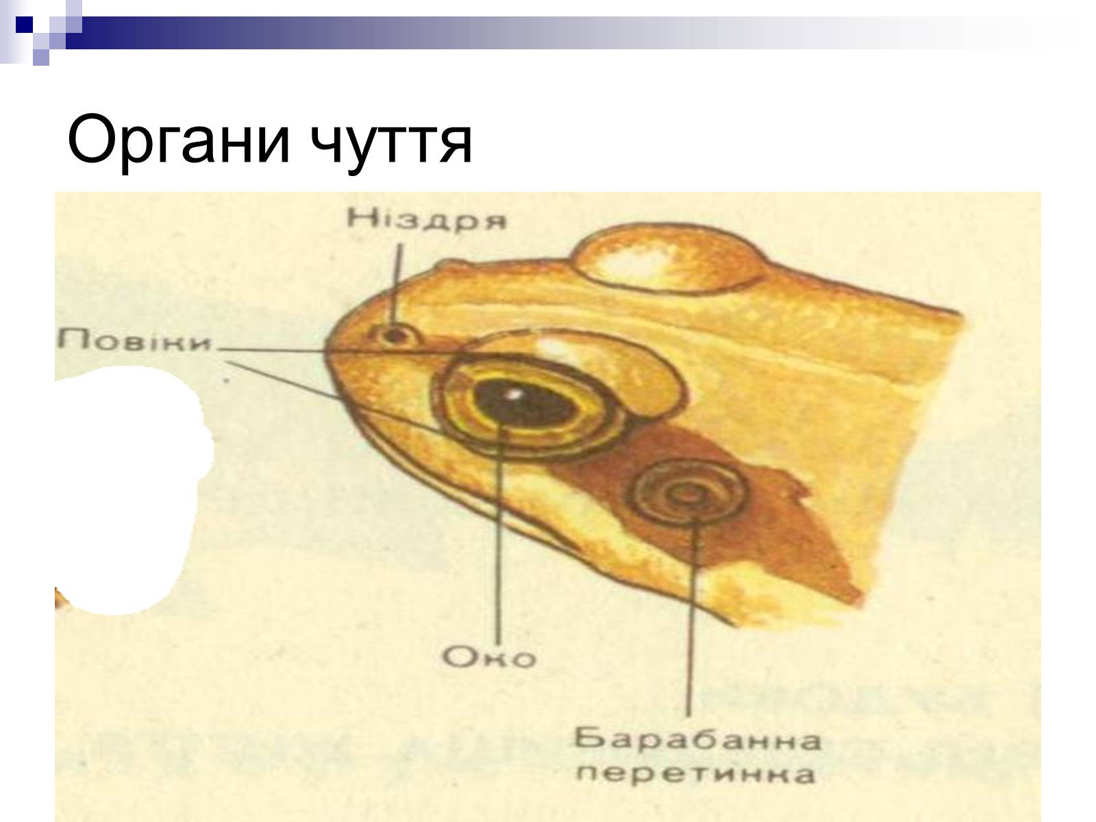 Презентація на тему «Земноводні» (варіант 1) - Слайд #19 Презентація на тему «Земноводні» (варіант 1) - Слайд #19