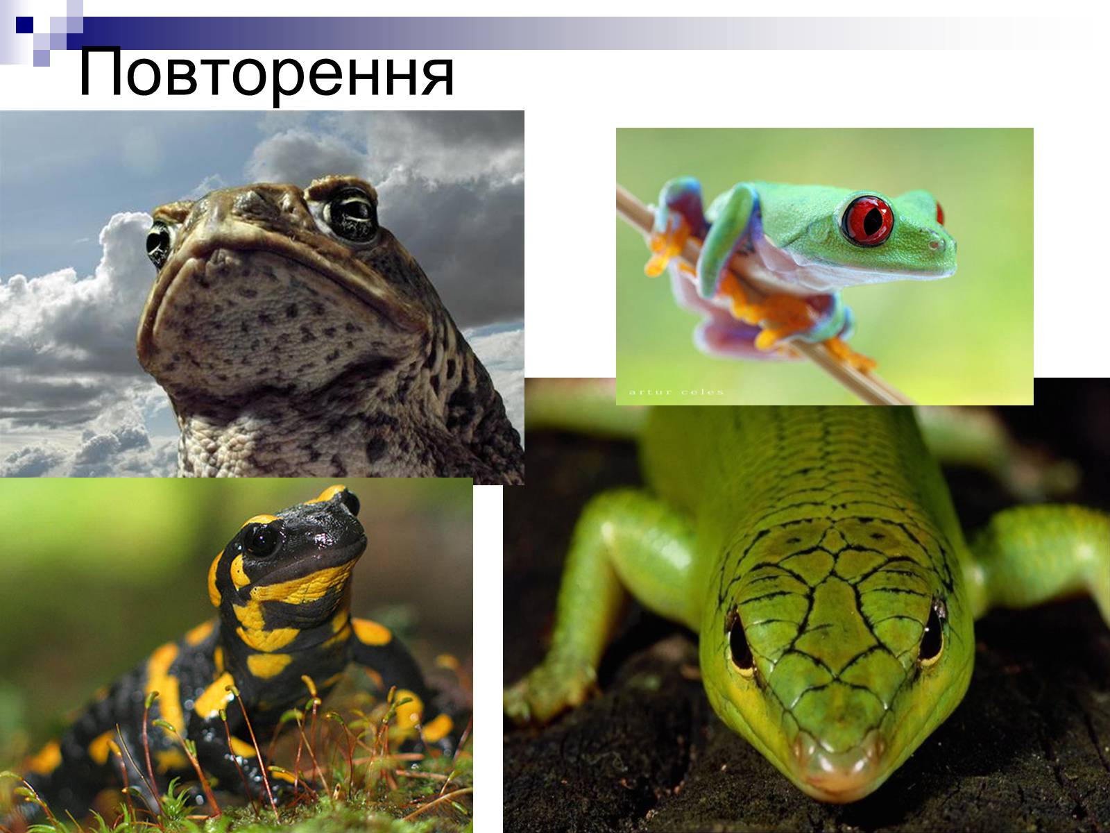 Презентація на тему «Земноводні» (варіант 1) - Слайд #5 Презентація на тему «Земноводні» (варіант 1) - Слайд #5