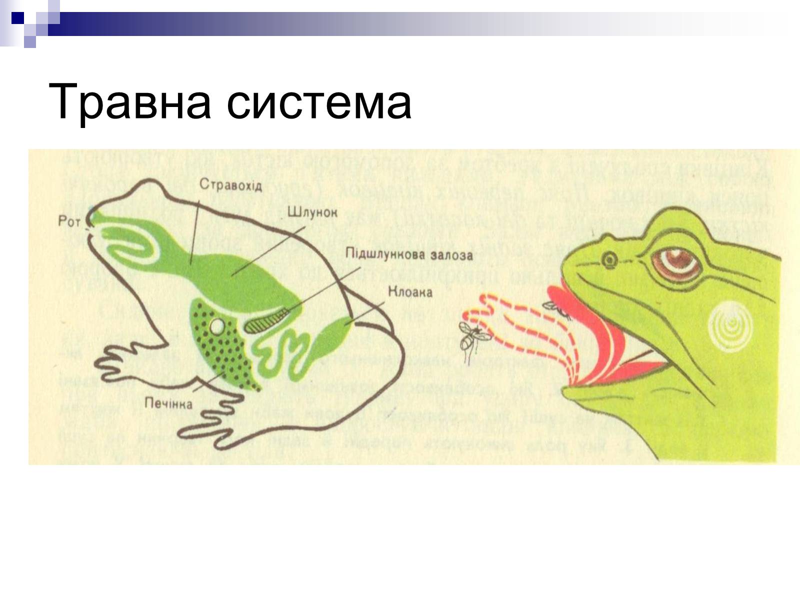 Презентація на тему «Земноводні» (варіант 1) - Слайд #7 Презентація на тему «Земноводні» (варіант 1) - Слайд #7