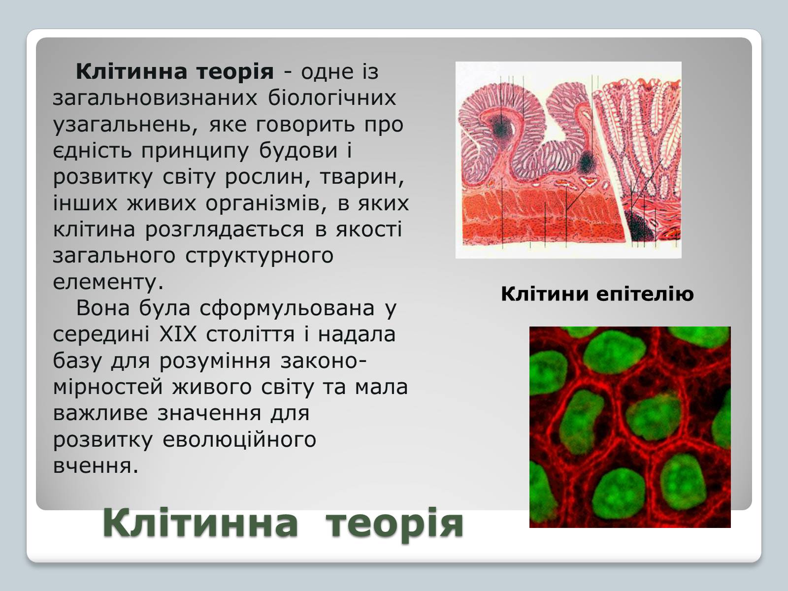 Презентація на тему «Клітинна теорія» - Слайд #2 Презентація на тему «Клітинна теорія» - Слайд #2