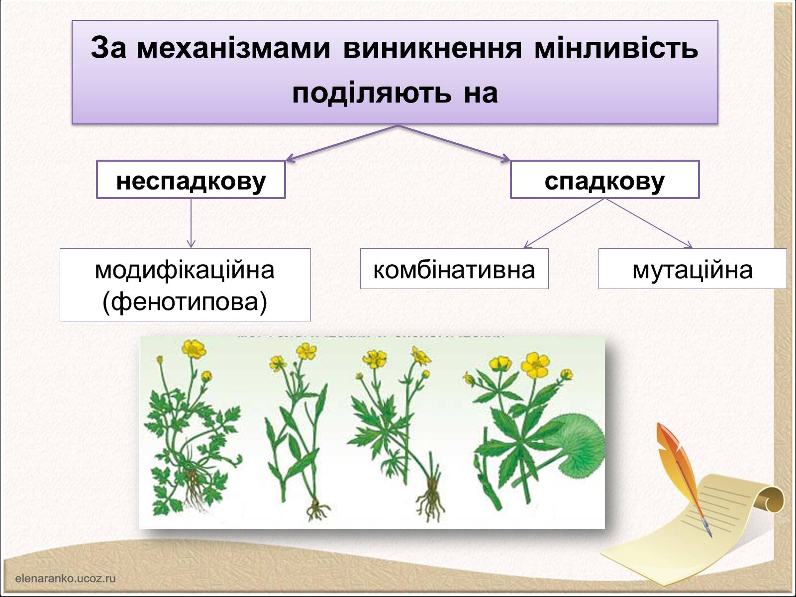 Презентація на тему «Модифікаційна мінливість» (варіант 1) - Слайд #3 Презентація на тему «Модифікаційна мінливість» (варіант 1) - Слайд #3