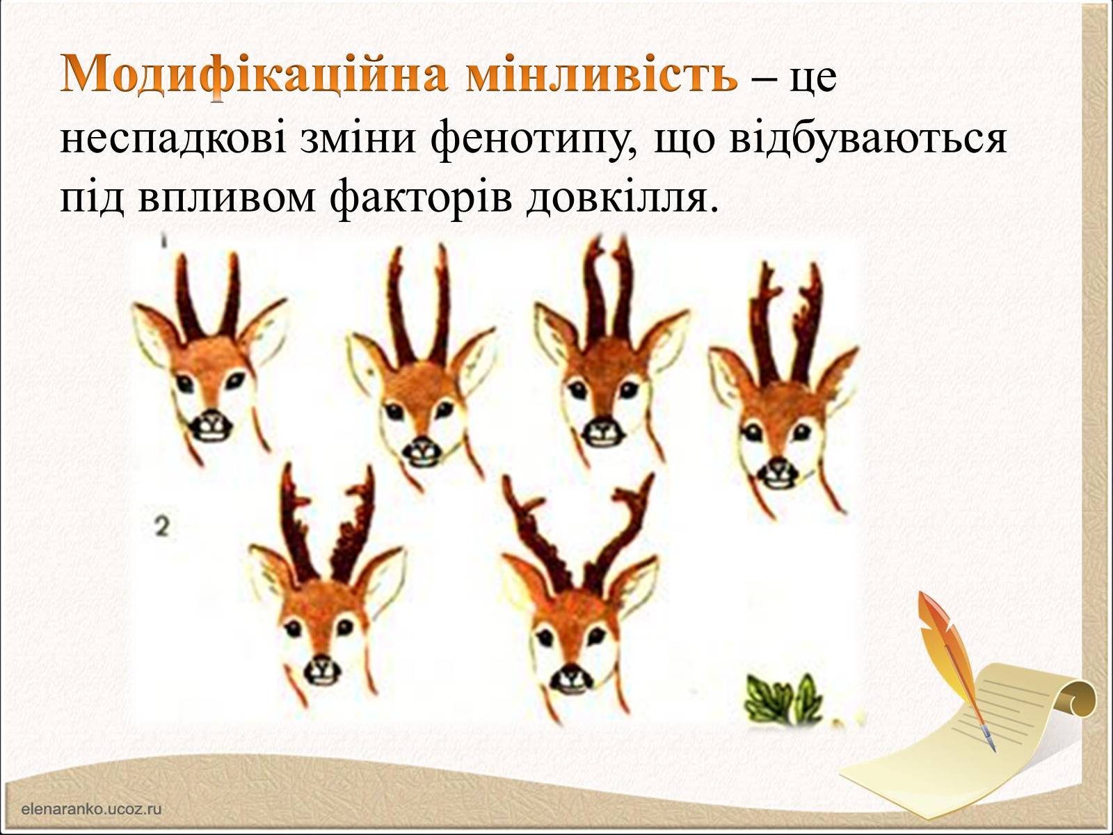Презентація на тему «Модифікаційна мінливість» (варіант 1) - Слайд #5 Презентація на тему «Модифікаційна мінливість» (варіант 1) - Слайд #5