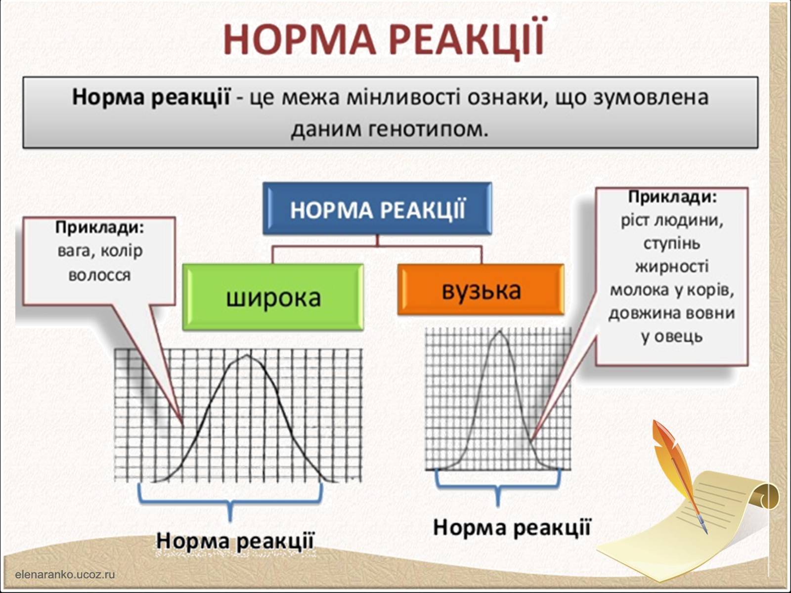 Презентація на тему «Модифікаційна мінливість» (варіант 1) - Слайд #8 Презентація на тему «Модифікаційна мінливість» (варіант 1) - Слайд #8