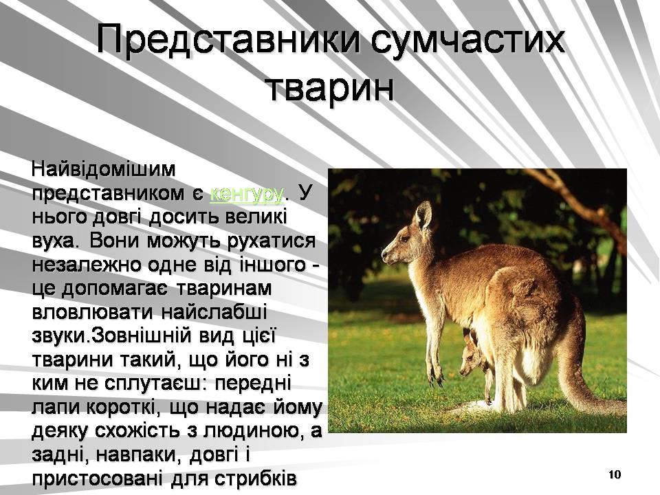 Презентація на тему «Австралія -Ноев ковчег для сумчастих тварин» - Слайд #10 Презентація на тему «Австралія -Ноев ковчег для сумчастих тварин» - Слайд #10