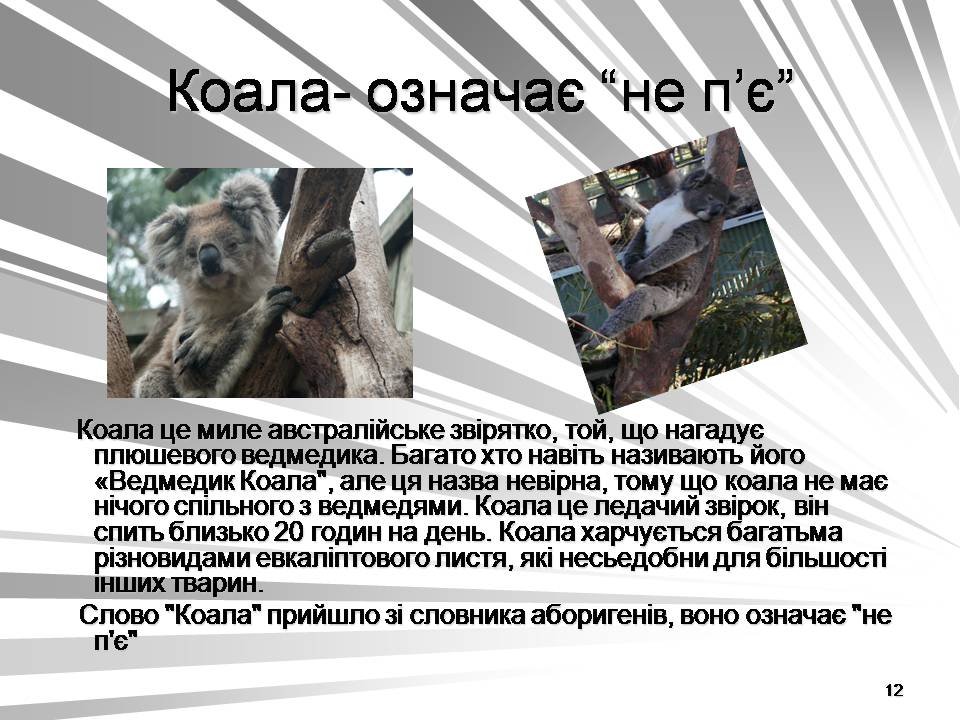 Презентація на тему «Австралія -Ноев ковчег для сумчастих тварин» - Слайд #12 Презентація на тему «Австралія -Ноев ковчег для сумчастих тварин» - Слайд #12