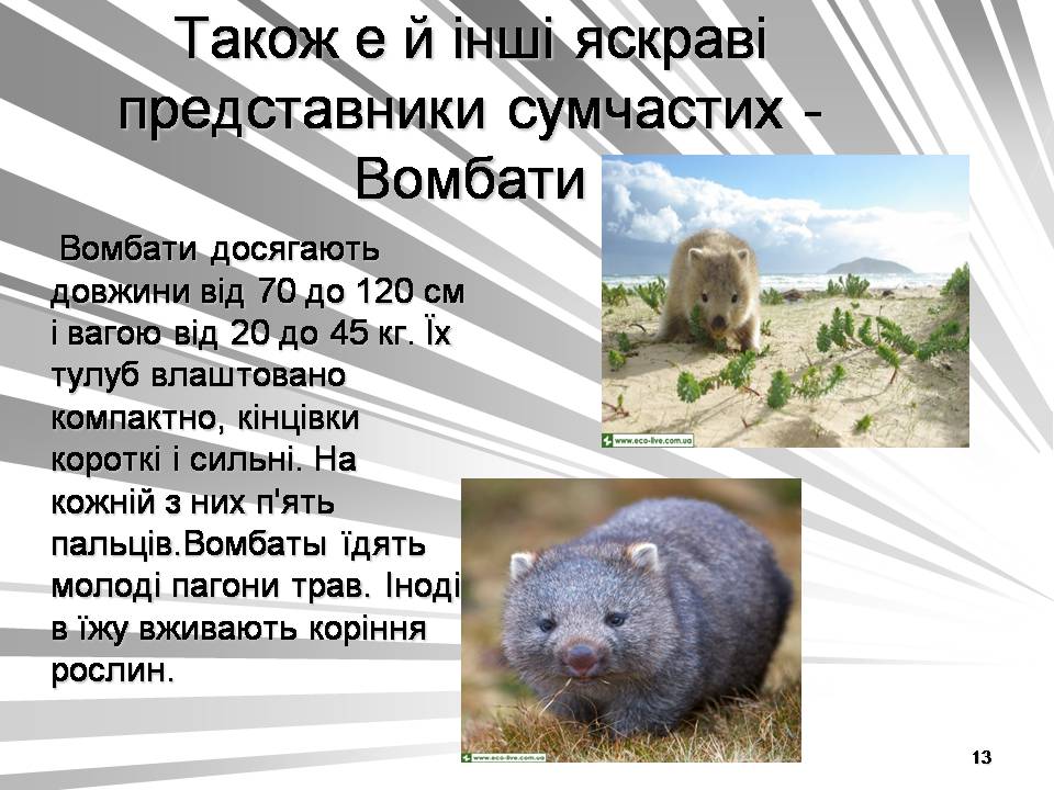 Презентація на тему «Австралія -Ноев ковчег для сумчастих тварин» - Слайд #13 Презентація на тему «Австралія -Ноев ковчег для сумчастих тварин» - Слайд #13