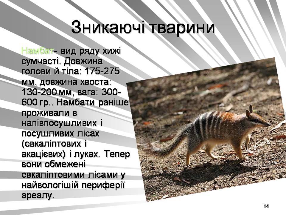 Презентація на тему «Австралія -Ноев ковчег для сумчастих тварин» - Слайд #14 Презентація на тему «Австралія -Ноев ковчег для сумчастих тварин» - Слайд #14