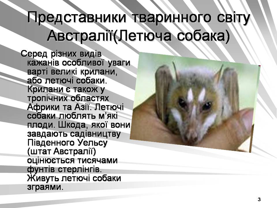 Презентація на тему «Австралія -Ноев ковчег для сумчастих тварин» - Слайд #3 Презентація на тему «Австралія -Ноев ковчег для сумчастих тварин» - Слайд #3