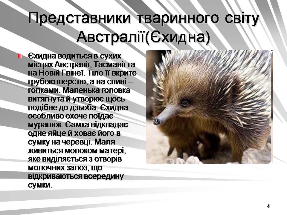 Презентація на тему «Австралія -Ноев ковчег для сумчастих тварин» - Слайд #4 Презентація на тему «Австралія -Ноев ковчег для сумчастих тварин» - Слайд #4