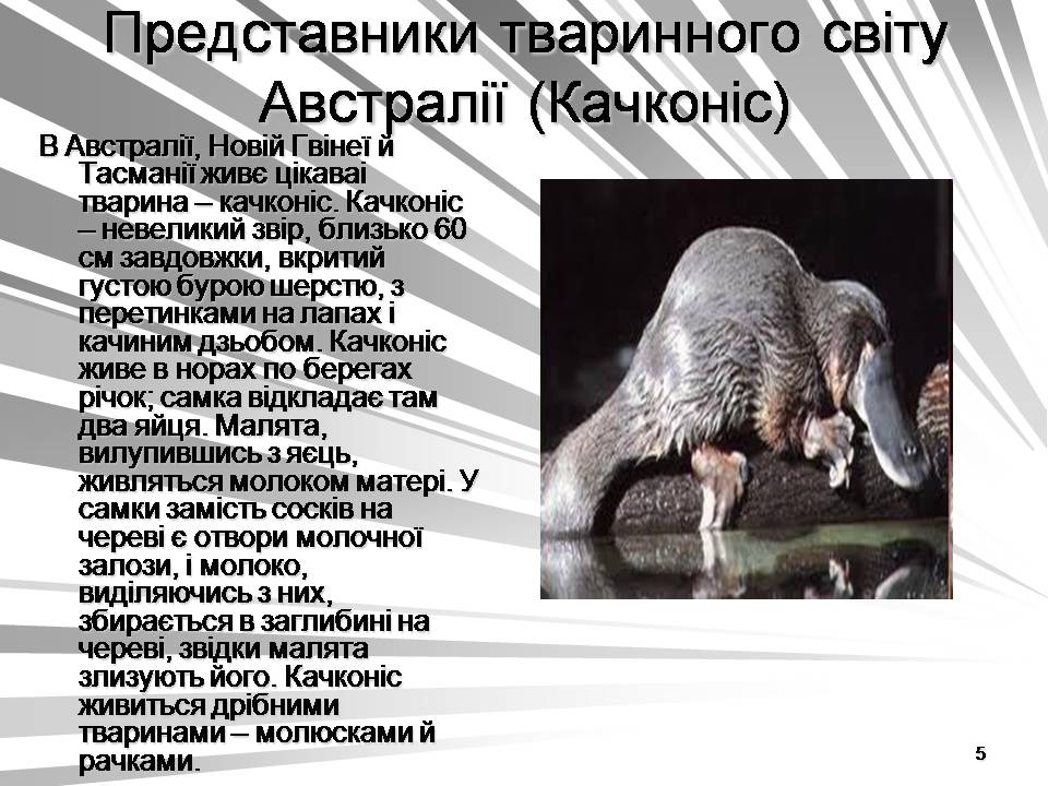 Презентація на тему «Австралія -Ноев ковчег для сумчастих тварин» - Слайд #5 Презентація на тему «Австралія -Ноев ковчег для сумчастих тварин» - Слайд #5