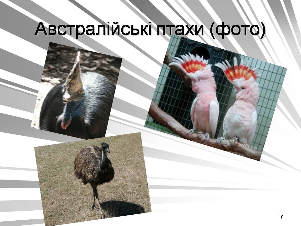 Презентація на тему «Австралія -Ноев ковчег для сумчастих тварин» - Слайд #7 Презентація на тему «Австралія -Ноев ковчег для сумчастих тварин» - Слайд #7
