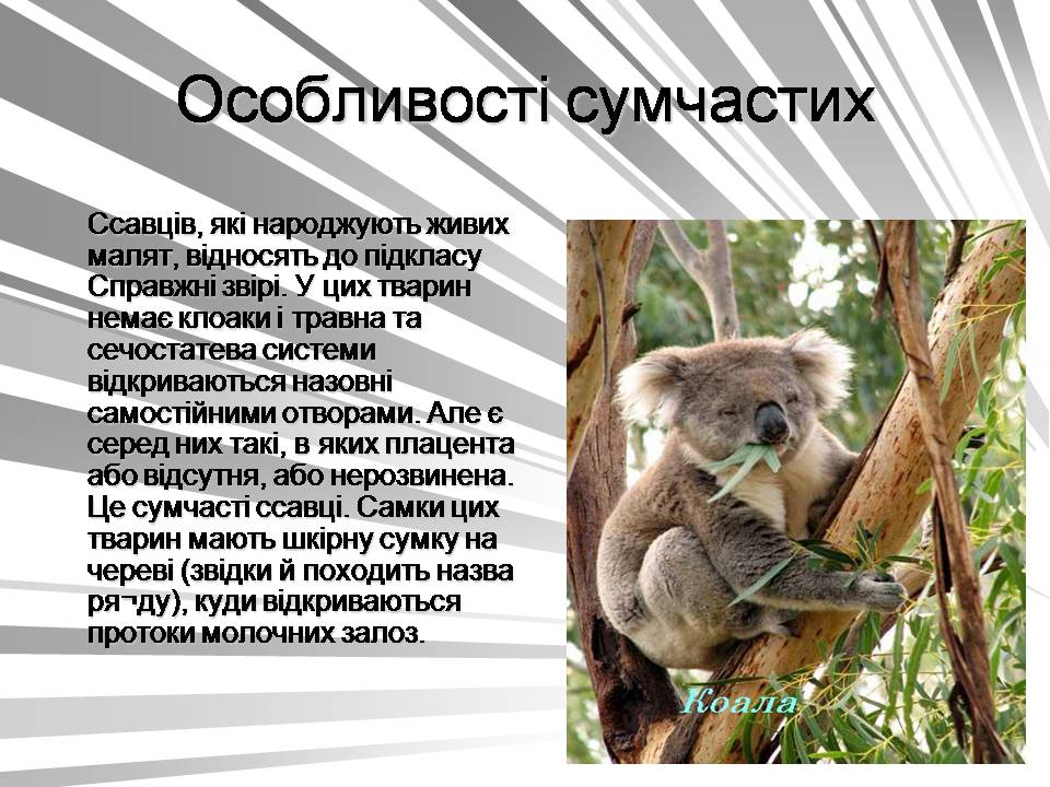 Презентація на тему «Австралія -Ноев ковчег для сумчастих тварин» - Слайд #8 Презентація на тему «Австралія -Ноев ковчег для сумчастих тварин» - Слайд #8