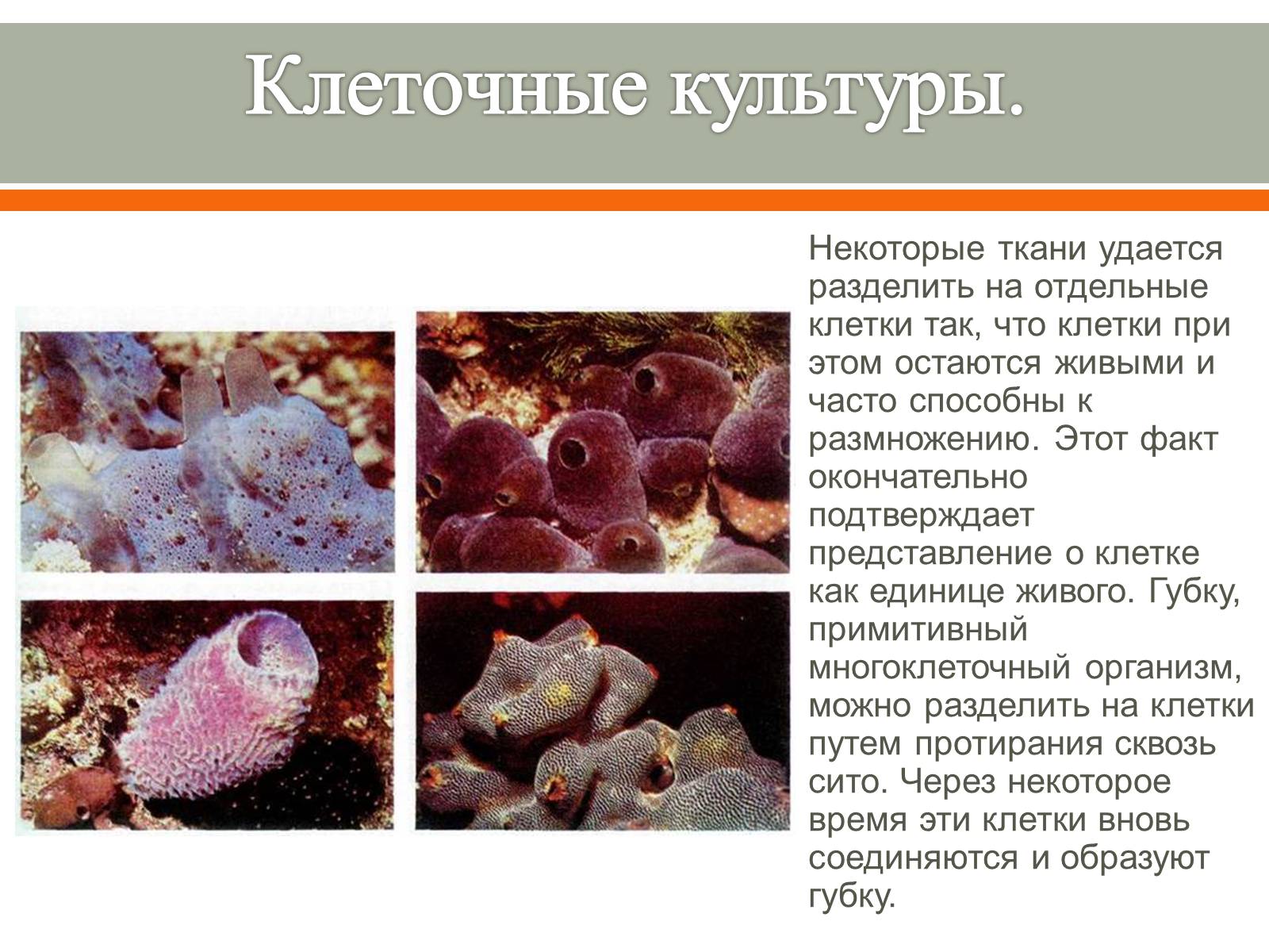 Презентація на тему «Методы исследования клетки» - Слайд #8 Презентація на тему «Методы исследования клетки» - Слайд #8