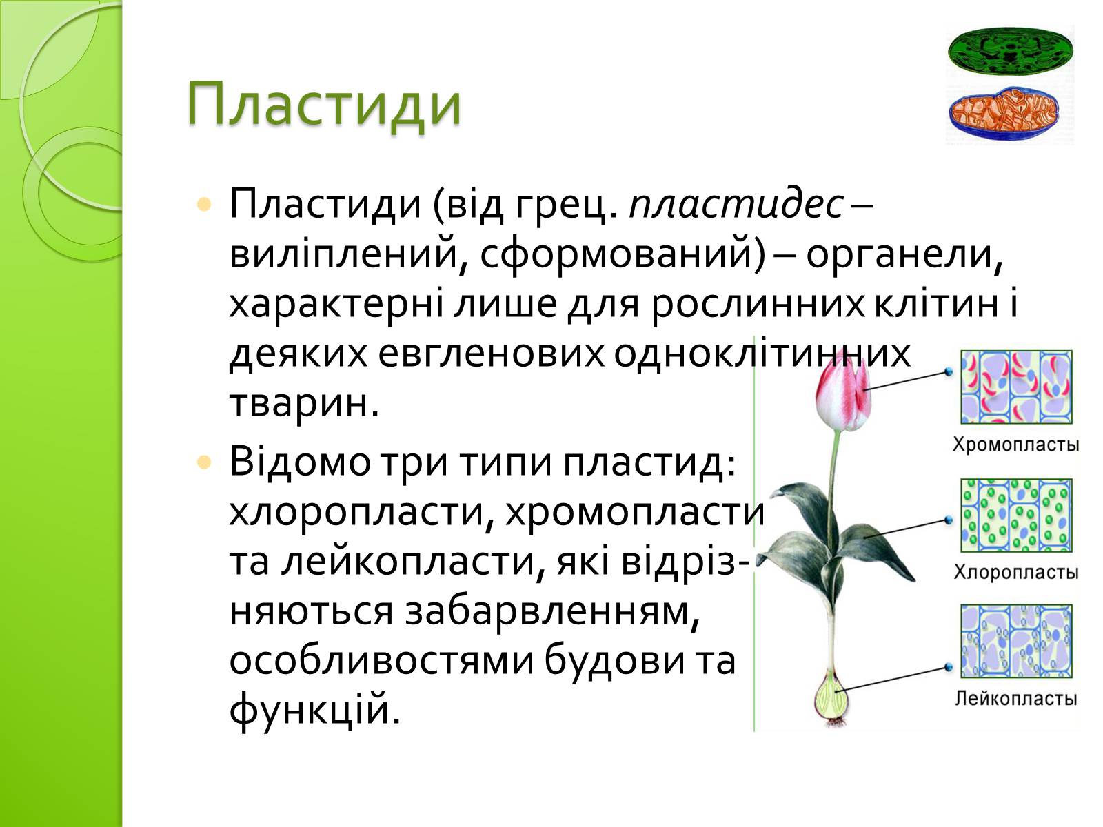 Презентація на тему «Одномембранні органели» (варіант 2) - Слайд #12 Презентація на тему «Одномембранні органели» (варіант 2) - Слайд #12