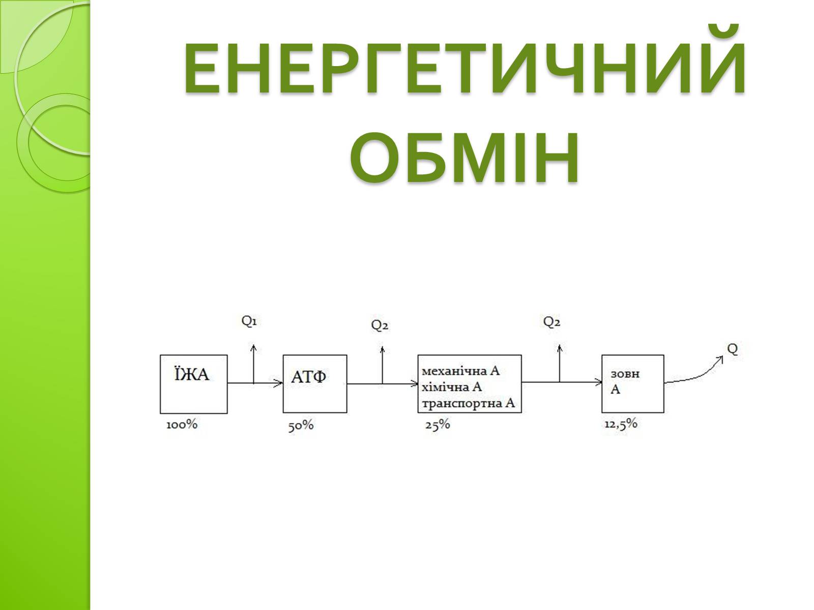 Презентація на тему «Одномембранні органели» (варіант 2) - Слайд #13 Презентація на тему «Одномембранні органели» (варіант 2) - Слайд #13