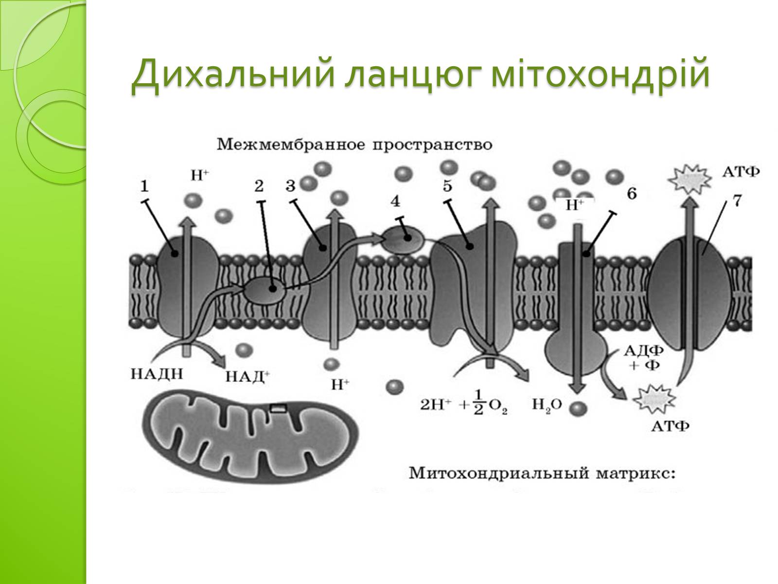 Презентація на тему «Одномембранні органели» (варіант 2) - Слайд #18 Презентація на тему «Одномембранні органели» (варіант 2) - Слайд #18