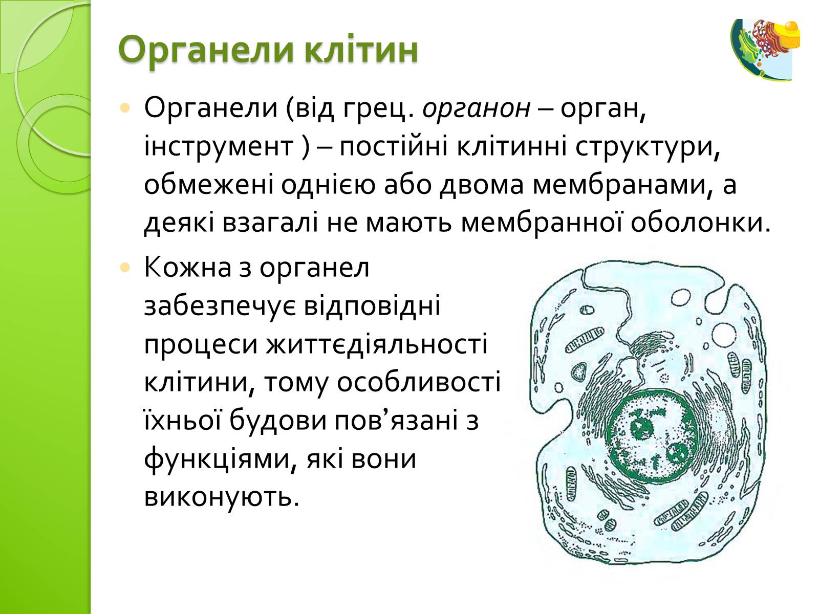 Презентація на тему «Одномембранні органели» (варіант 2) - Слайд #2 Презентація на тему «Одномембранні органели» (варіант 2) - Слайд #2