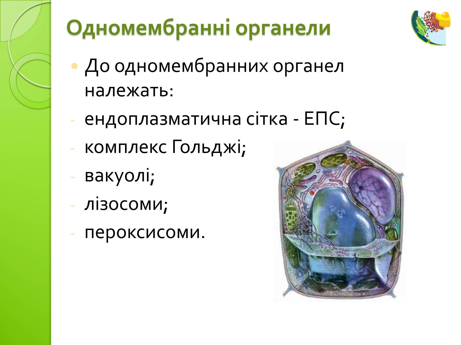 Презентація на тему «Одномембранні органели» (варіант 2) - Слайд #3 Презентація на тему «Одномембранні органели» (варіант 2) - Слайд #3