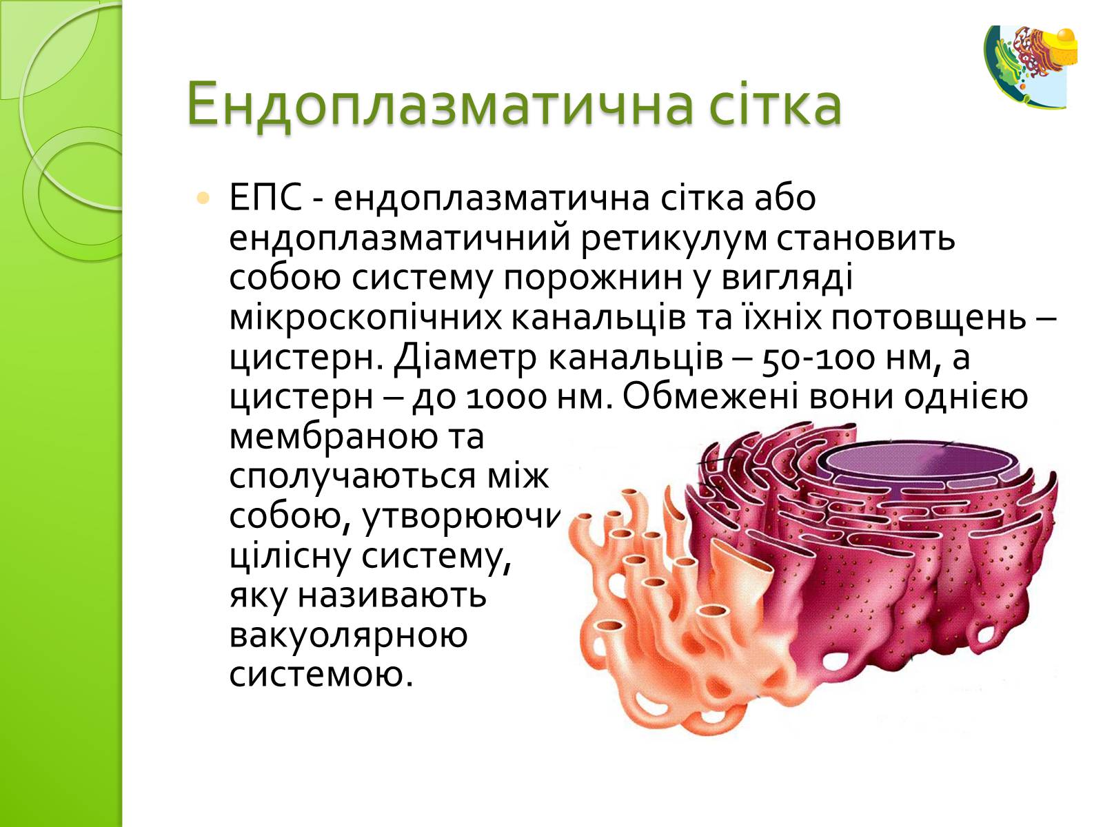 Презентація на тему «Одномембранні органели» (варіант 2) - Слайд #4 Презентація на тему «Одномембранні органели» (варіант 2) - Слайд #4