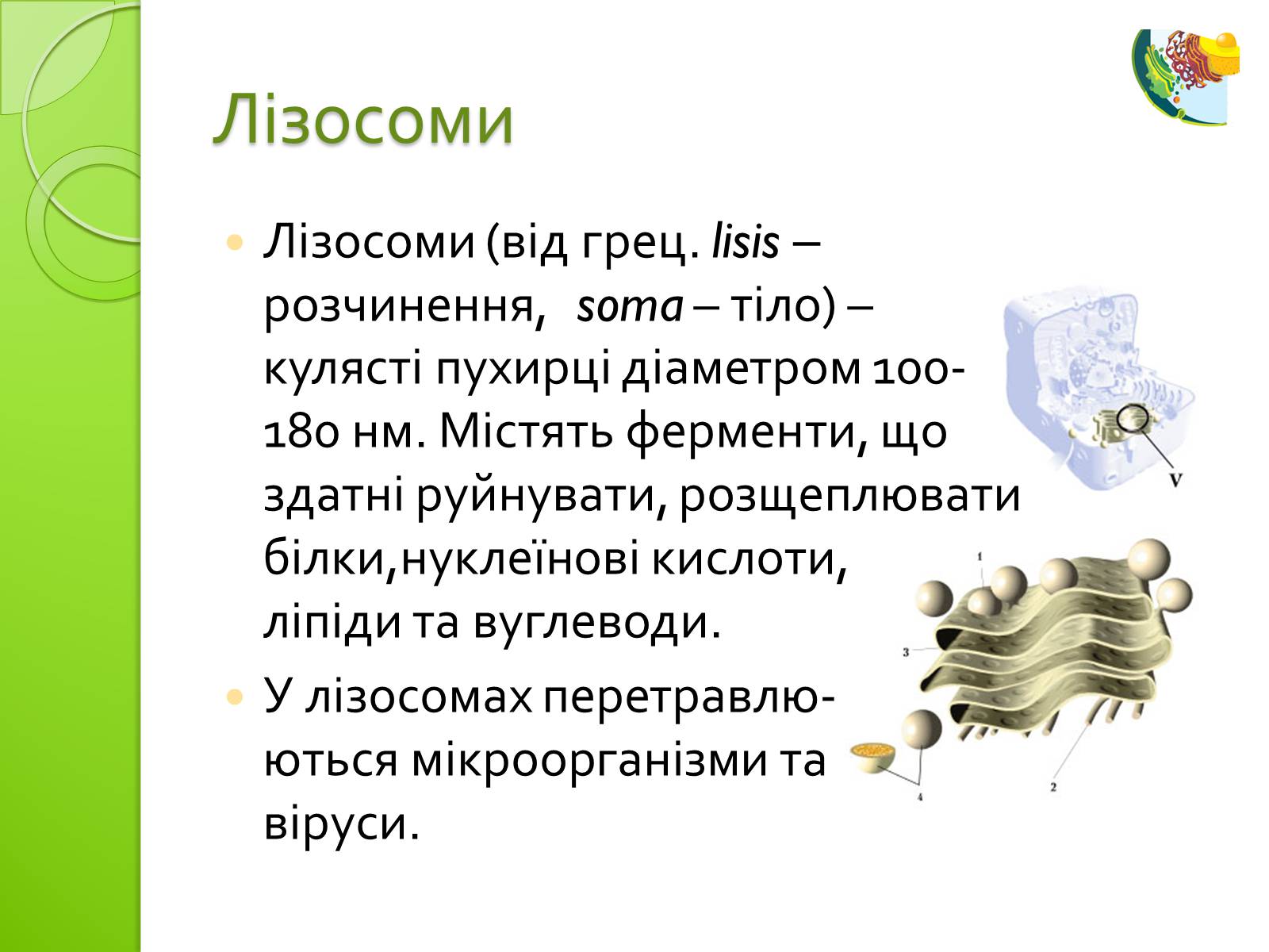 Презентація на тему «Одномембранні органели» (варіант 2) - Слайд #6 Презентація на тему «Одномембранні органели» (варіант 2) - Слайд #6