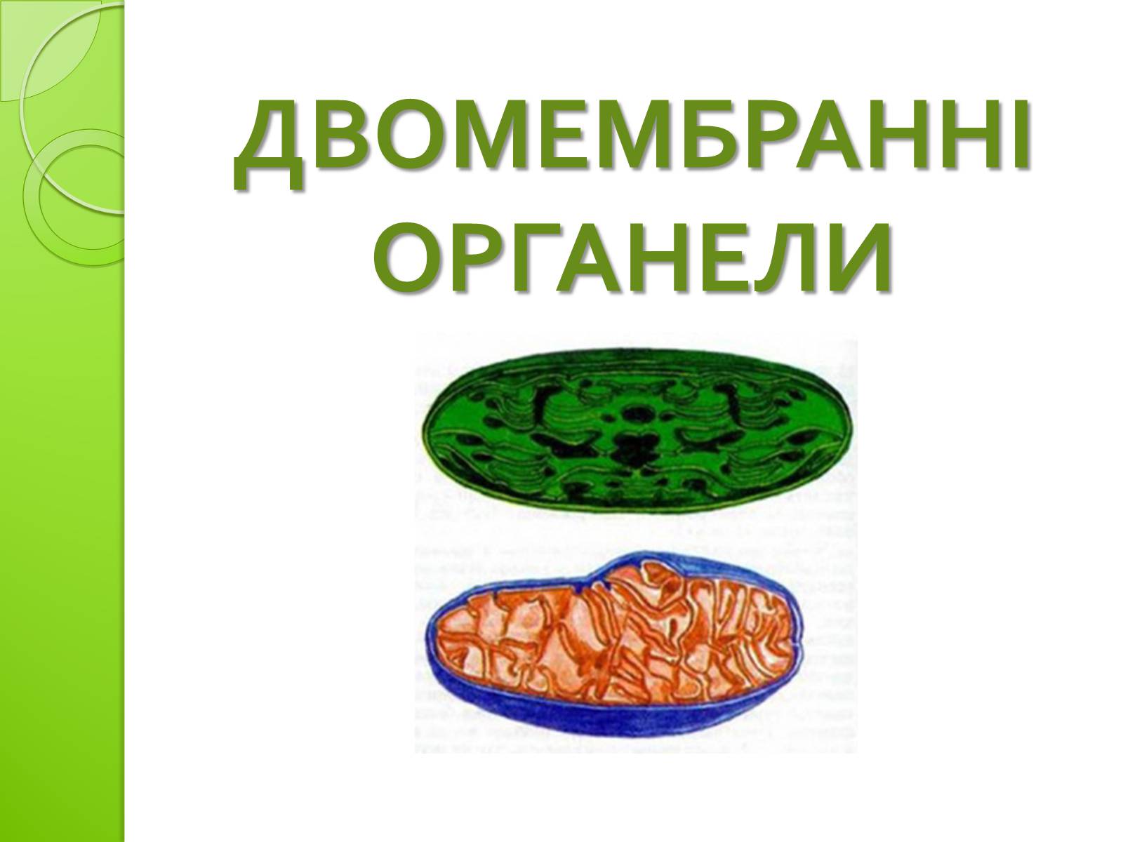 Презентація на тему «Одномембранні органели» (варіант 2) - Слайд #9 Презентація на тему «Одномембранні органели» (варіант 2) - Слайд #9
