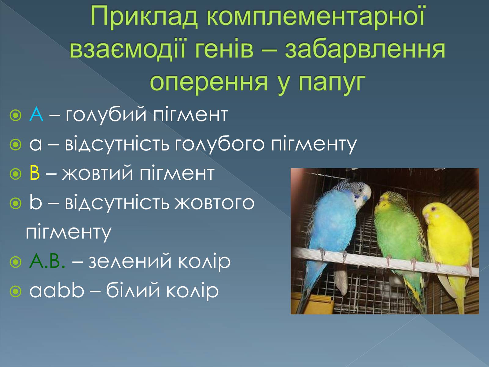 Презентація на тему «Типи взаємодії неалельних генів» - Слайд #7 Презентація на тему «Типи взаємодії неалельних генів» - Слайд #7