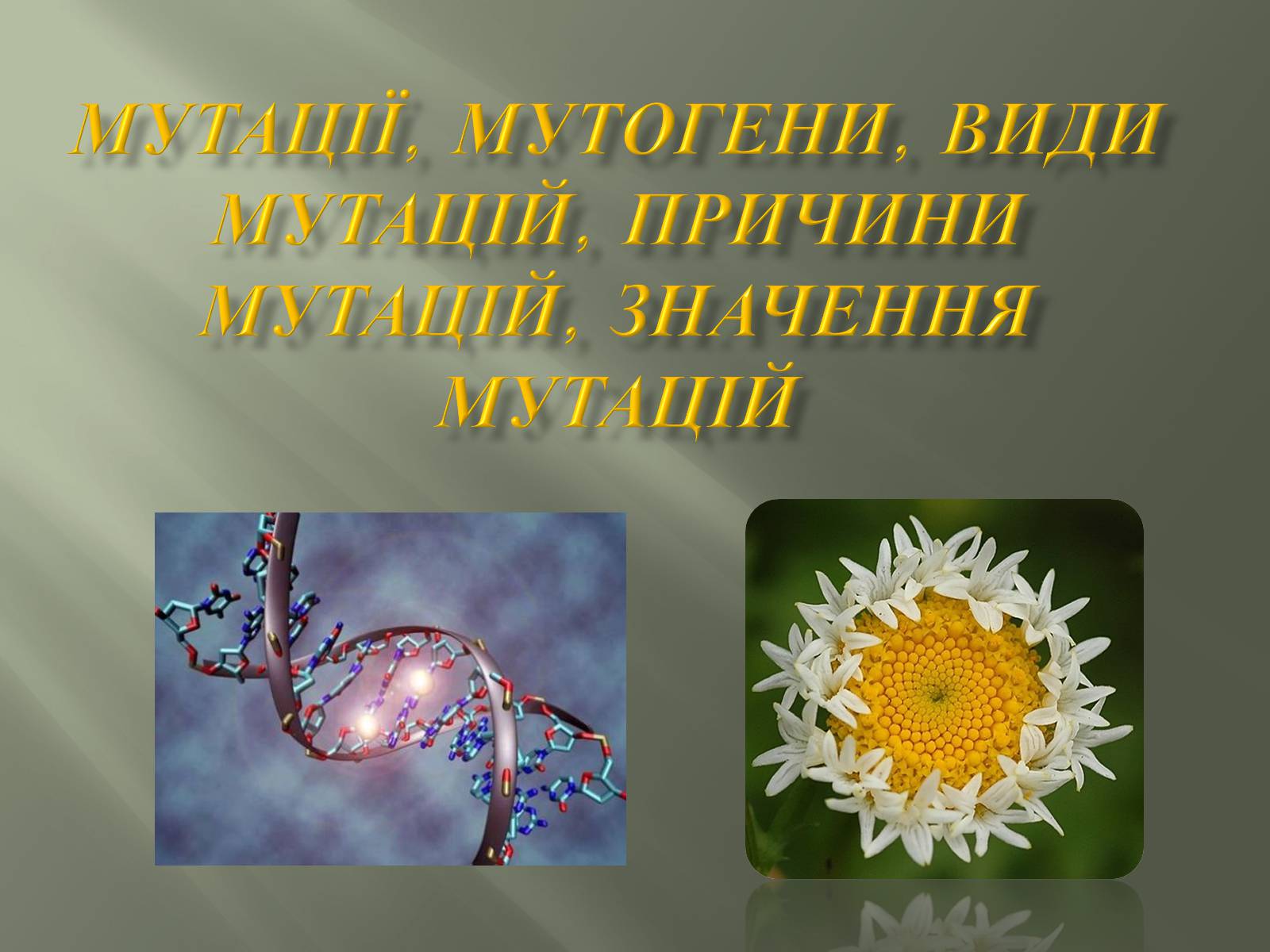 Презентація на тему «Мутації» (варіант 2) - Слайд #1 Презентація на тему «Мутації» (варіант 2) - Слайд #1