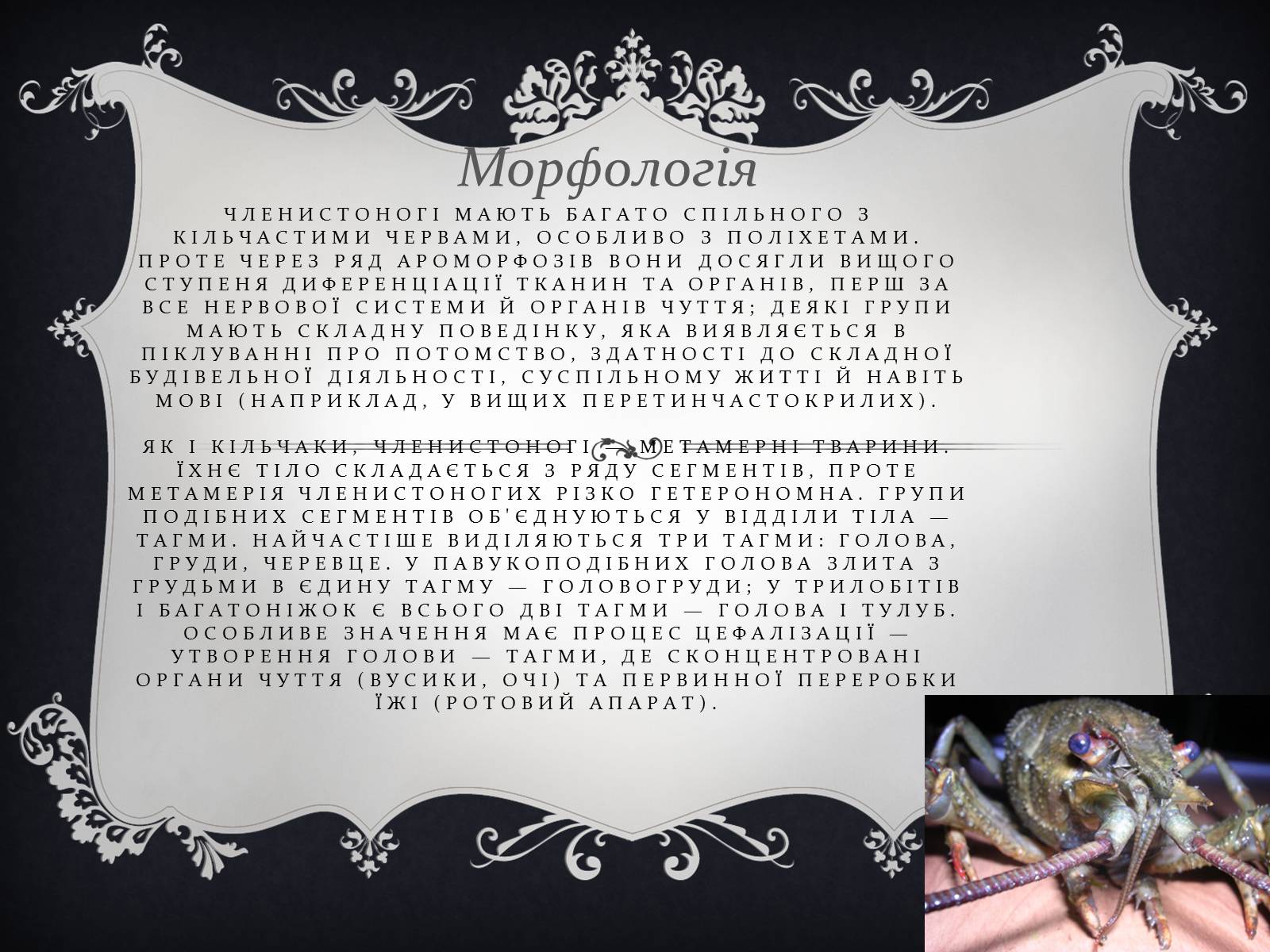 Презентація на тему «Членистоногі» (варіант 1) - Слайд #8 Презентація на тему «Членистоногі» (варіант 1) - Слайд #8