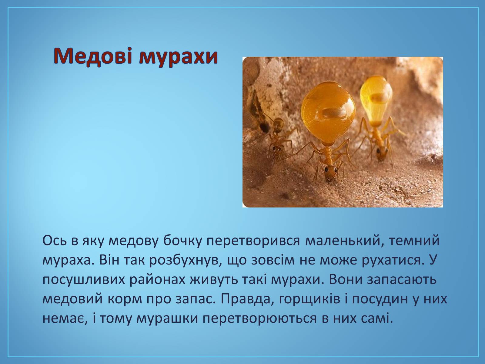 Презентація на тему «Про мурах з мурашника» - Слайд #10 Презентація на тему «Про мурах з мурашника» - Слайд #10