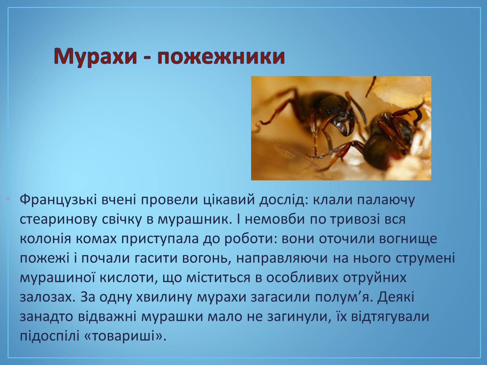 Презентація на тему «Про мурах з мурашника» - Слайд #11 Презентація на тему «Про мурах з мурашника» - Слайд #11