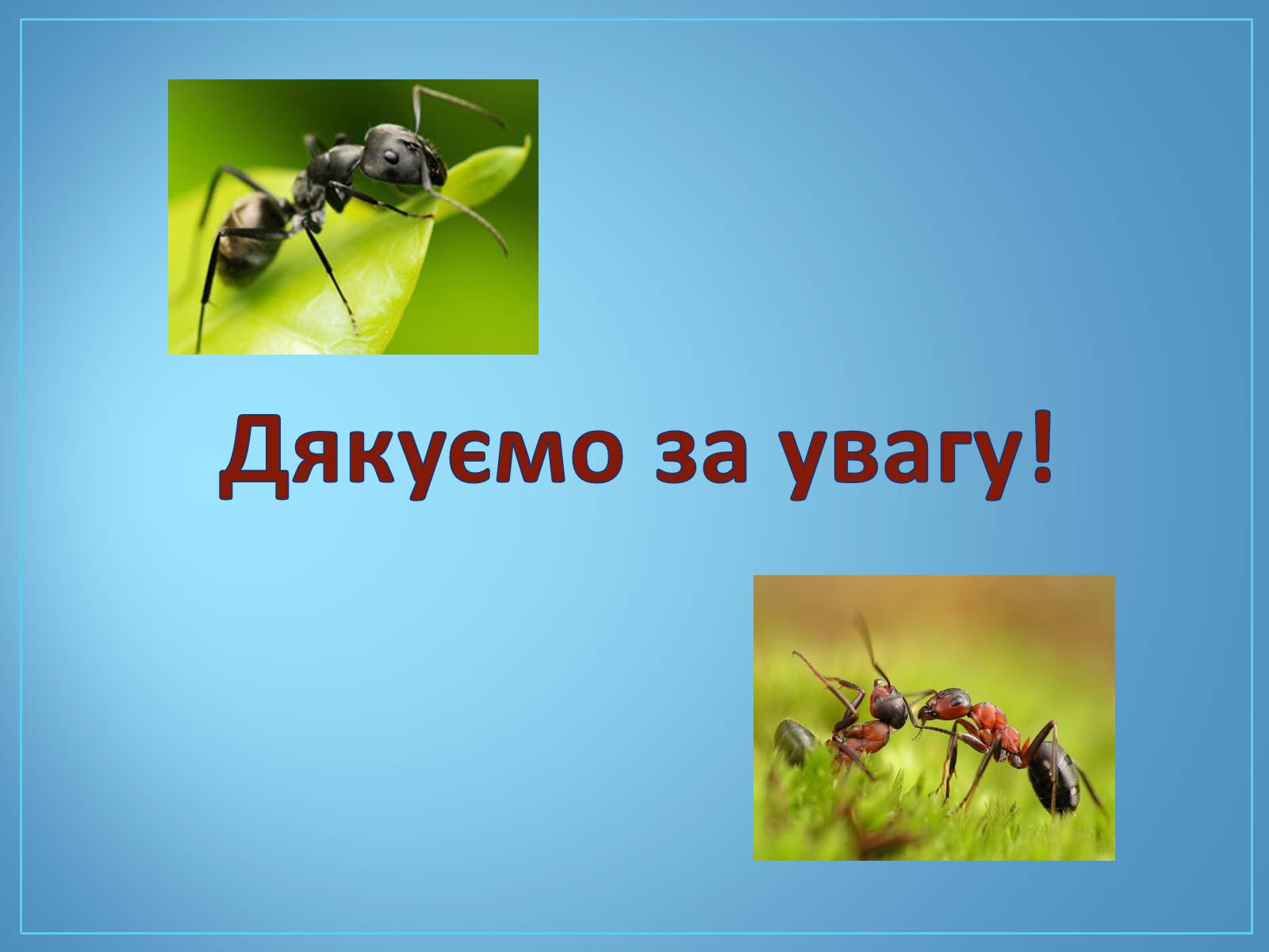 Презентація на тему «Про мурах з мурашника» - Слайд #12 Презентація на тему «Про мурах з мурашника» - Слайд #12