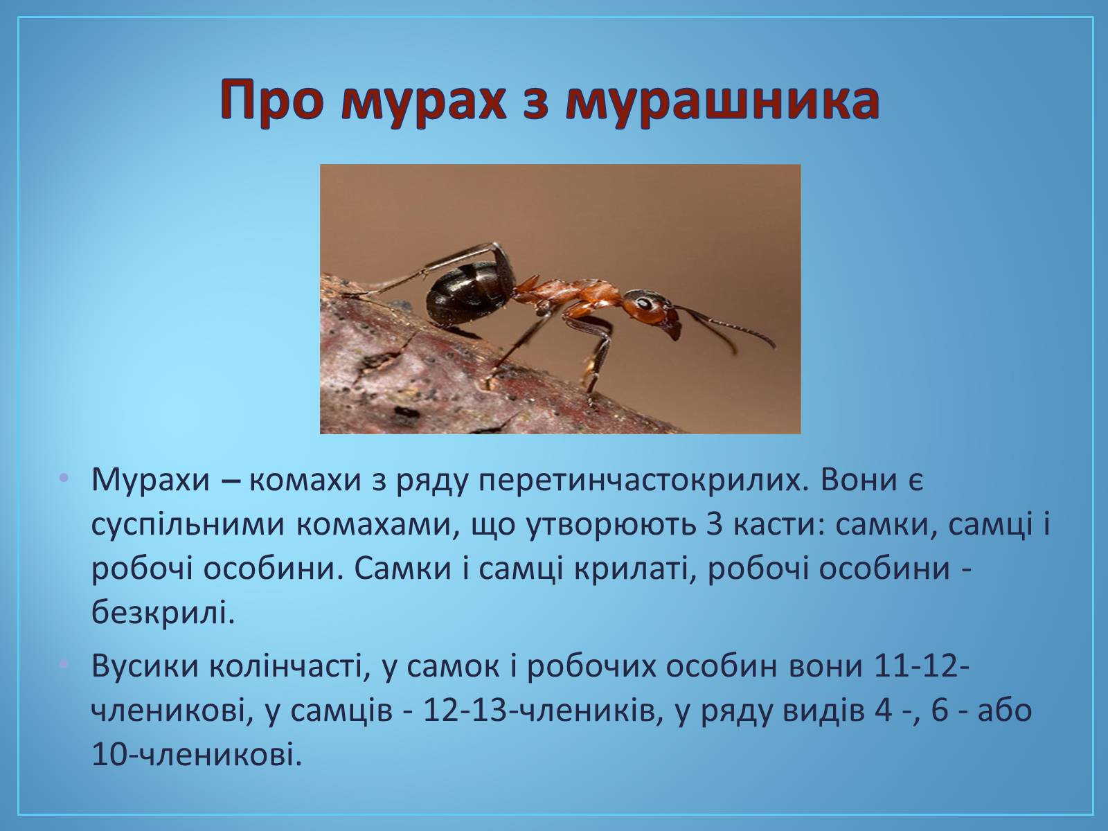 Презентація на тему «Про мурах з мурашника» - Слайд #2 Презентація на тему «Про мурах з мурашника» - Слайд #2
