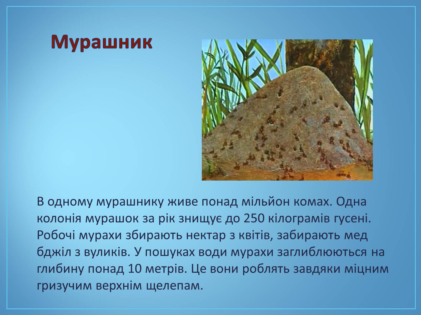 Презентація на тему «Про мурах з мурашника» - Слайд #4 Презентація на тему «Про мурах з мурашника» - Слайд #4