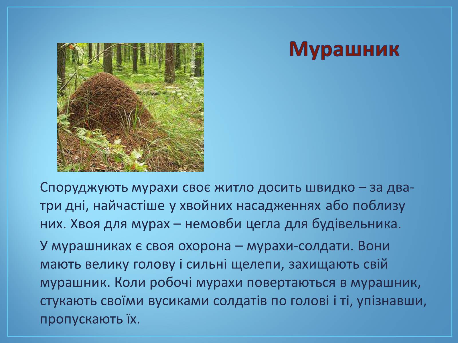 Презентація на тему «Про мурах з мурашника» - Слайд #5 Презентація на тему «Про мурах з мурашника» - Слайд #5