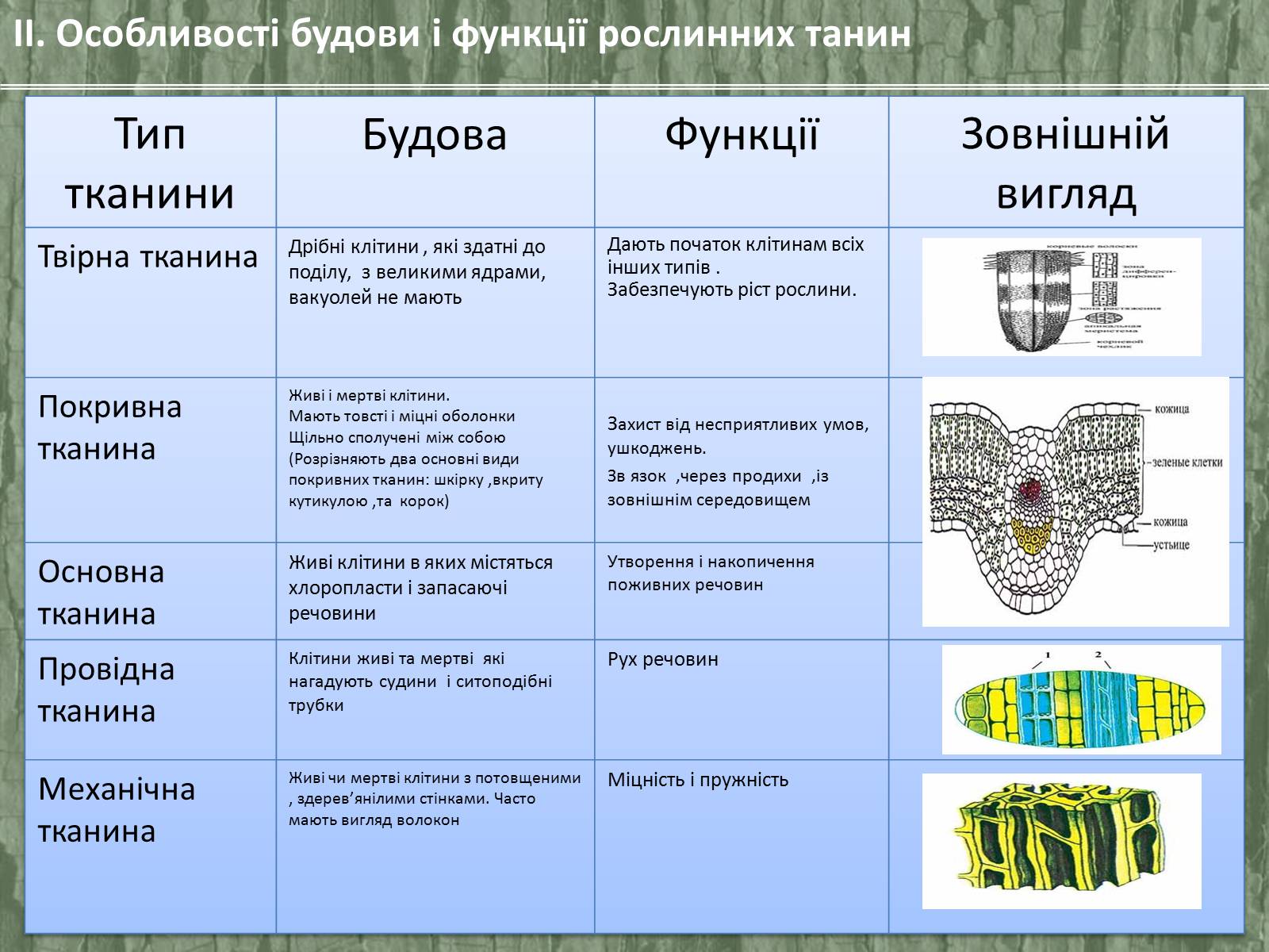 Презентація на тему «Рослинні тканини» (варіант 2) - Слайд #28 Презентація на тему «Рослинні тканини» (варіант 2) - Слайд #28