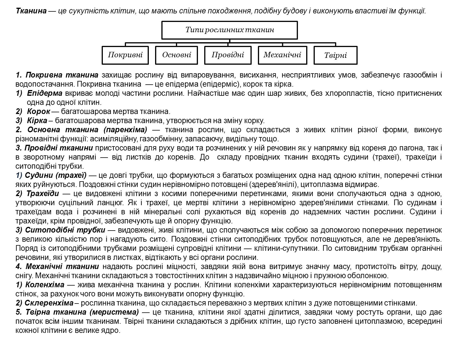 Презентація на тему «Рослинні тканини» (варіант 2) - Слайд #29 Презентація на тему «Рослинні тканини» (варіант 2) - Слайд #29