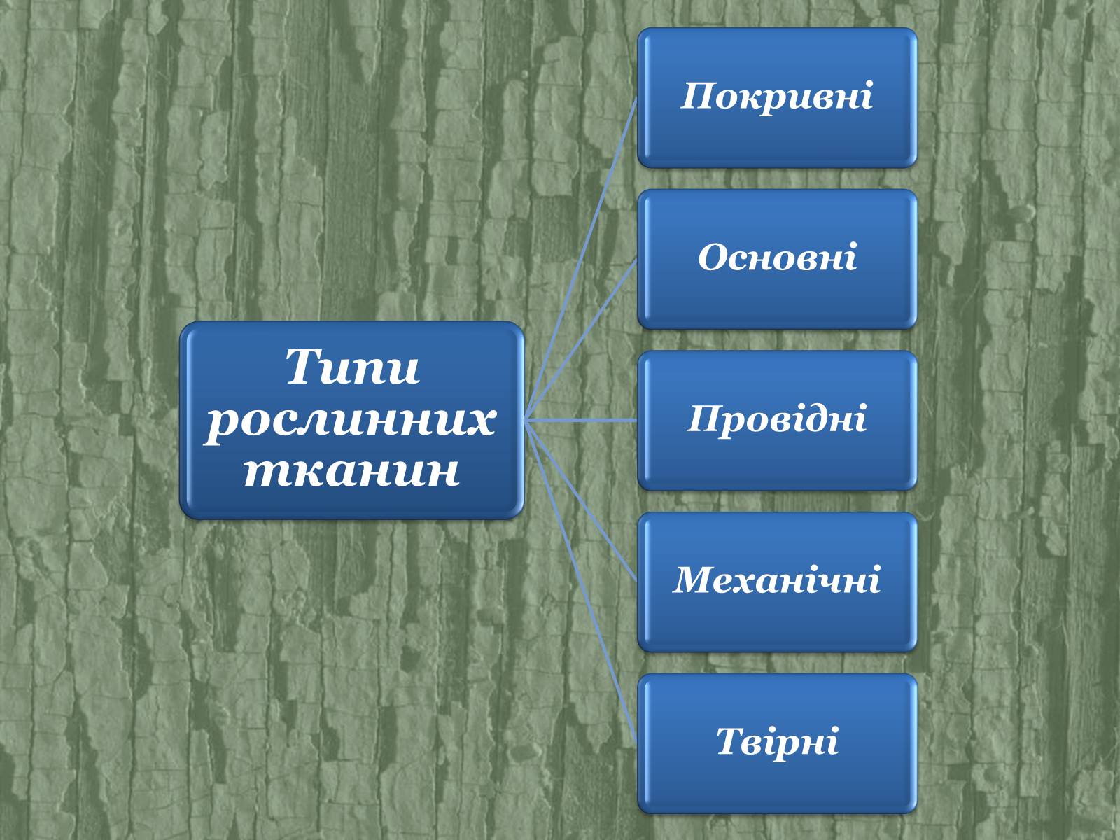 Презентація на тему «Рослинні тканини» (варіант 2) - Слайд #4 Презентація на тему «Рослинні тканини» (варіант 2) - Слайд #4