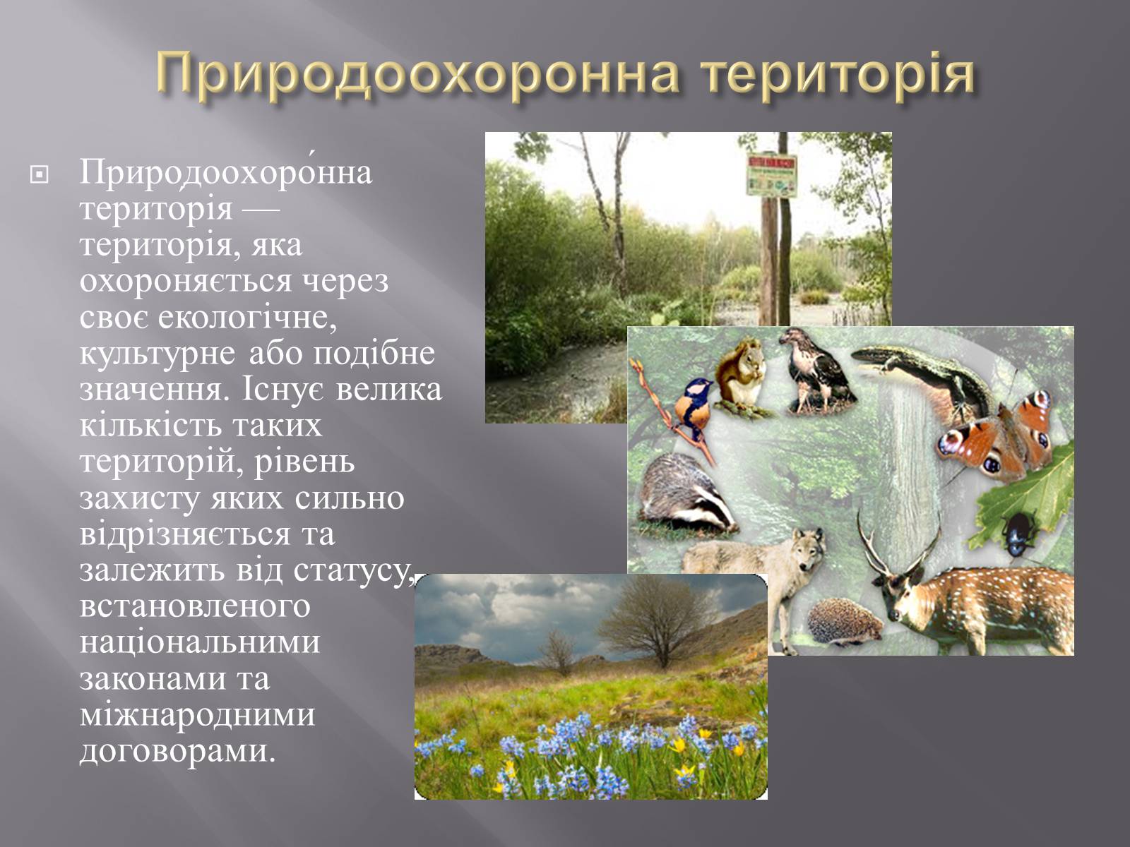 Презентація на тему «Біорізноманіття» (варіант 3) - Слайд #10 Презентація на тему «Біорізноманіття» (варіант 3) - Слайд #10