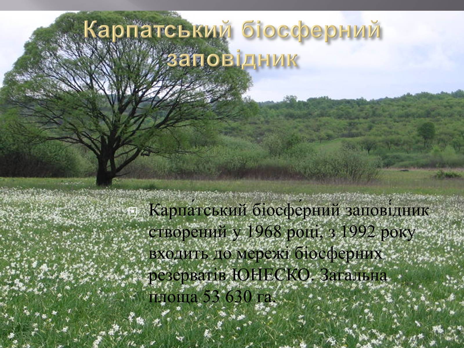 Презентація на тему «Біорізноманіття» (варіант 3) - Слайд #19 Презентація на тему «Біорізноманіття» (варіант 3) - Слайд #19