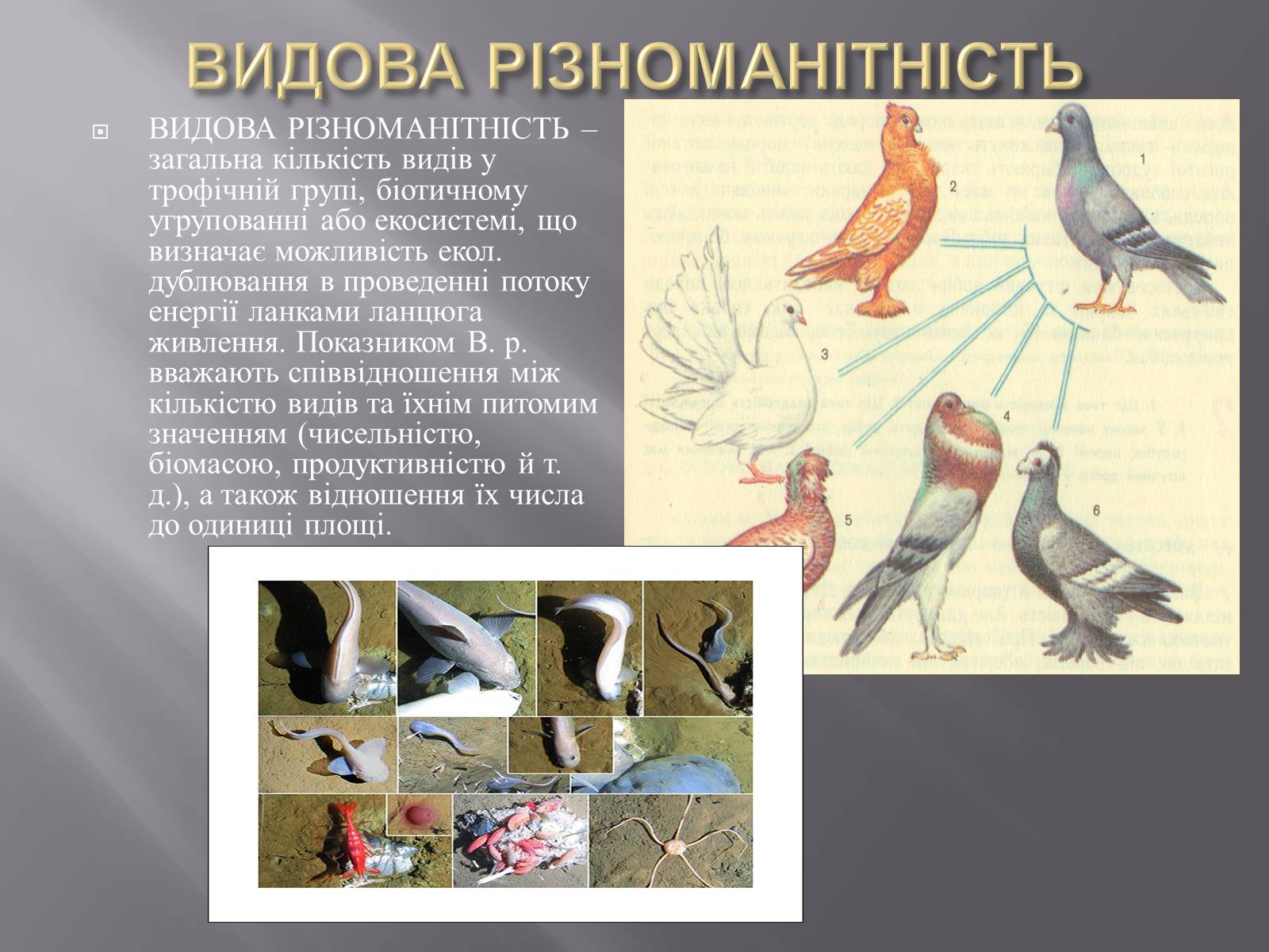 Презентація на тему «Біорізноманіття» (варіант 3) - Слайд #5 Презентація на тему «Біорізноманіття» (варіант 3) - Слайд #5