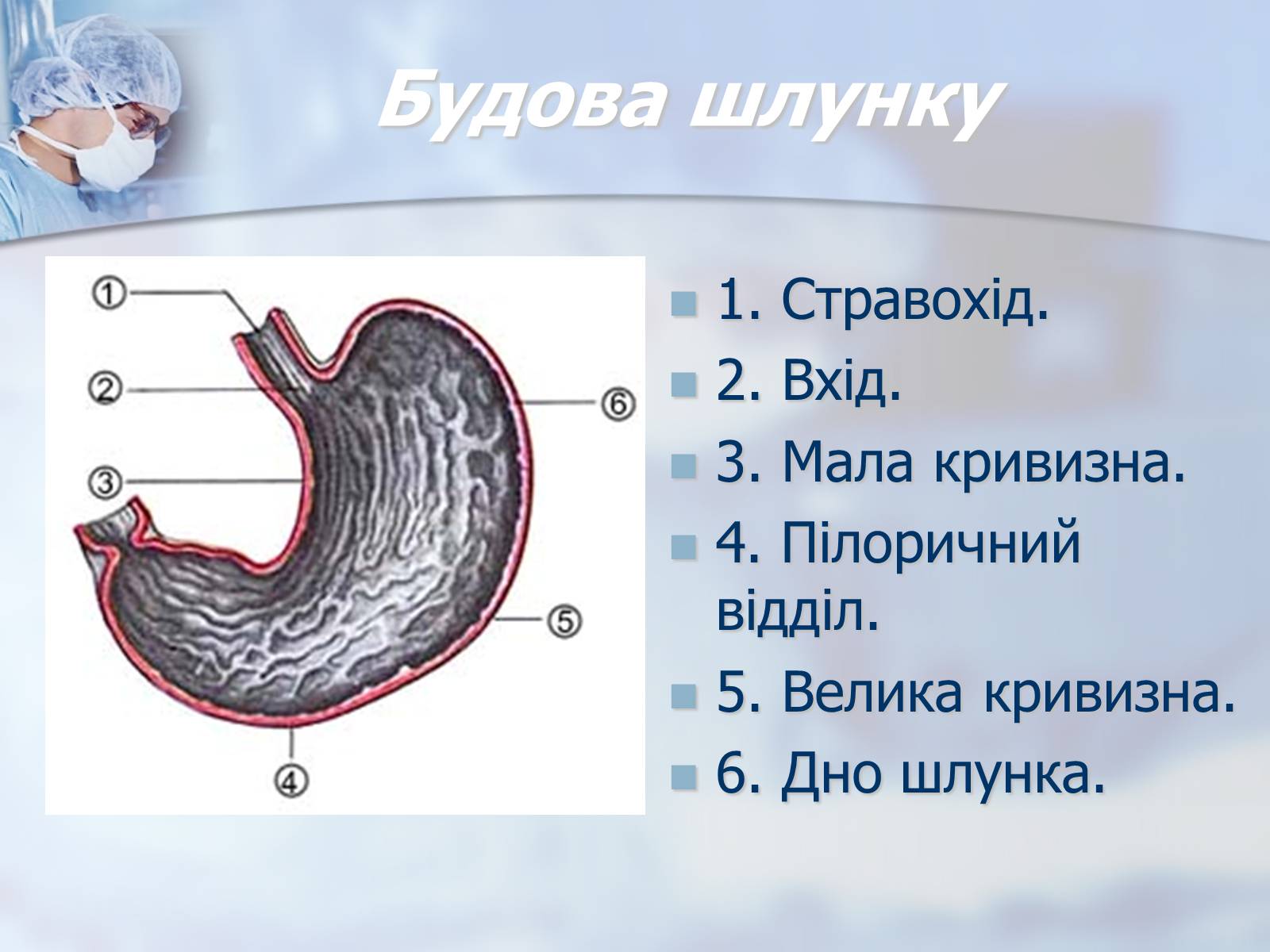 Презентація на тему «Шлунок» (варіант 2) - Слайд #3 Презентація на тему «Шлунок» (варіант 2) - Слайд #3