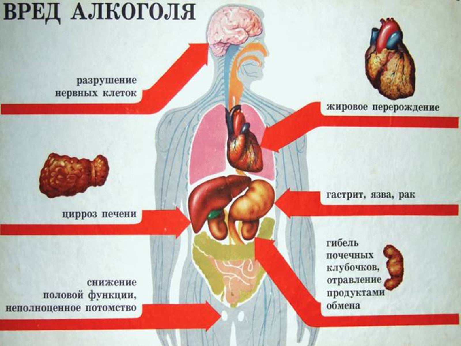 Презентація на тему «Влияние алкоголя на беременную женщину» - Слайд #6 Презентація на тему «Влияние алкоголя на беременную женщину» - Слайд #6