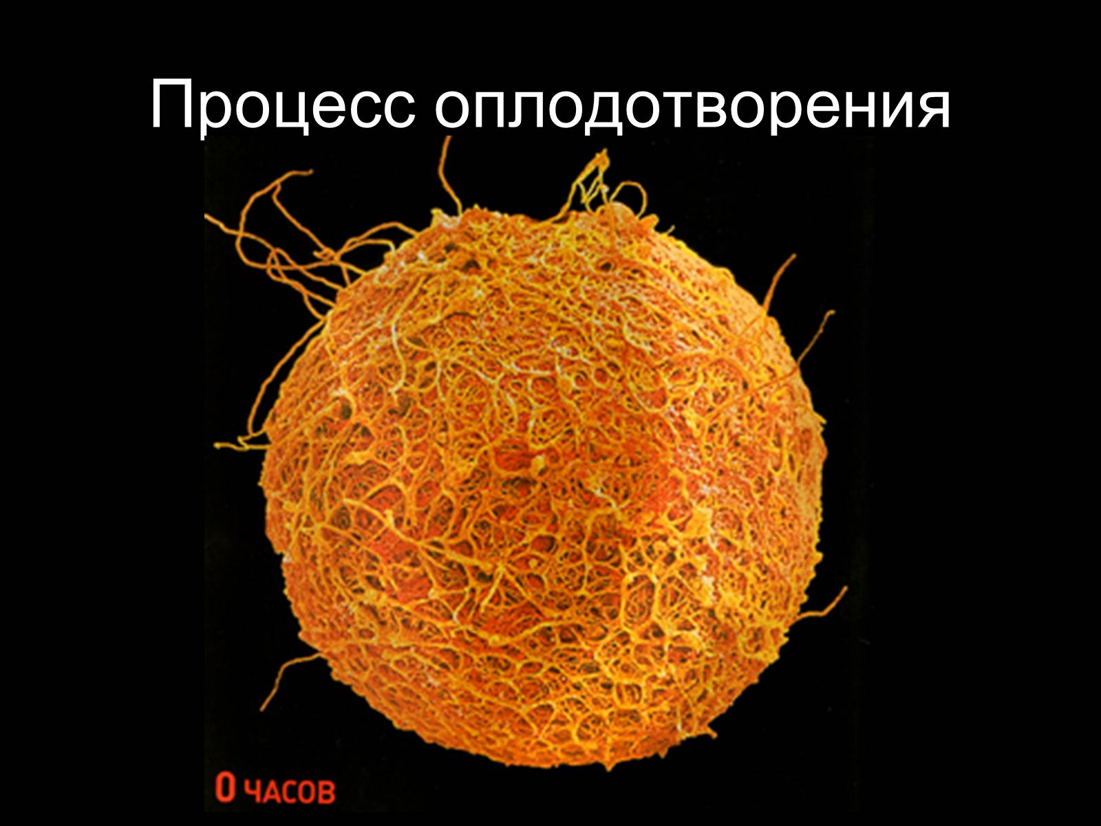 Презентація на тему «Половая система человека» (варіант 2) - Слайд #14 Презентація на тему «Половая система человека» (варіант 2) - Слайд #14