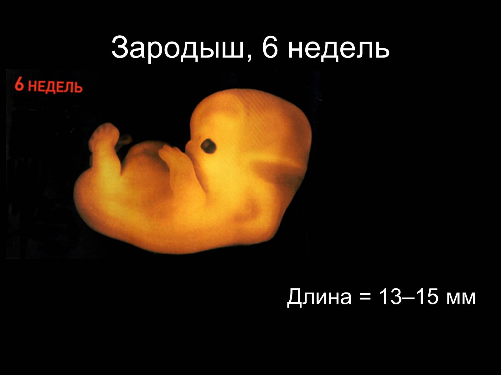 Презентація на тему «Половая система человека» (варіант 2) - Слайд #19 Презентація на тему «Половая система человека» (варіант 2) - Слайд #19