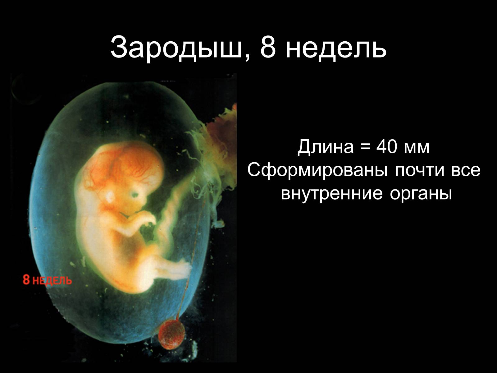 Презентація на тему «Половая система человека» (варіант 2) - Слайд #20 Презентація на тему «Половая система человека» (варіант 2) - Слайд #20