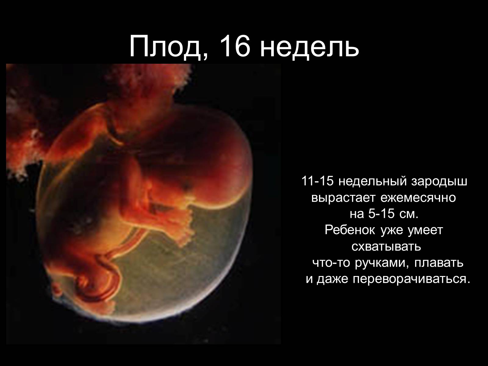 Презентація на тему «Половая система человека» (варіант 2) - Слайд #22 Презентація на тему «Половая система человека» (варіант 2) - Слайд #22