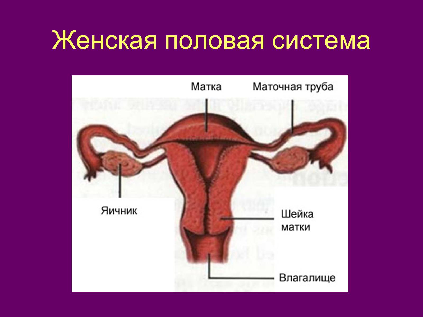 Презентація на тему «Половая система человека» (варіант 2) - Слайд #3 Презентація на тему «Половая система человека» (варіант 2) - Слайд #3